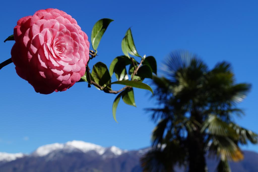 Appartamento Casa Eva Ronco sopra Ascona Esterno foto